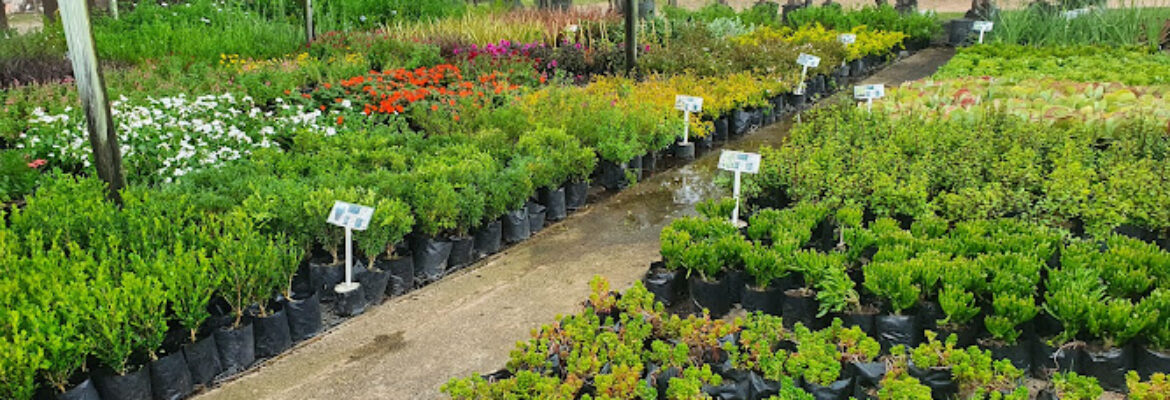 Windy Willows Wholesale Nursery