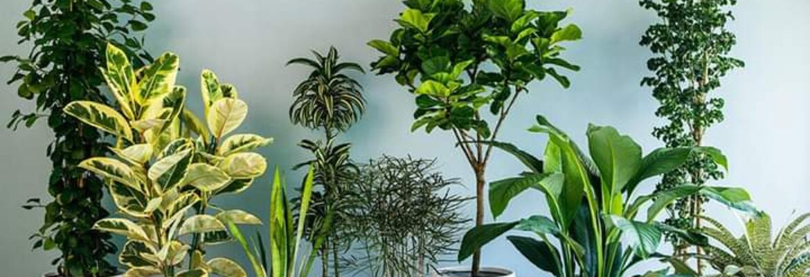 Bustani Plants